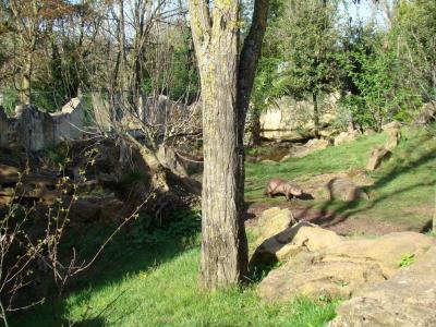 Loutre géante - 2011