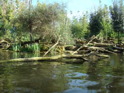 Loutre géante - 2011