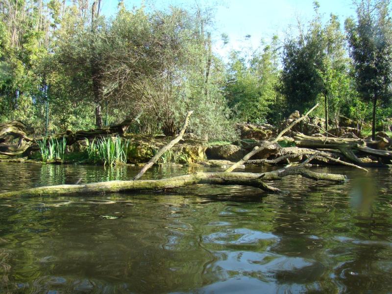 Loutre géante