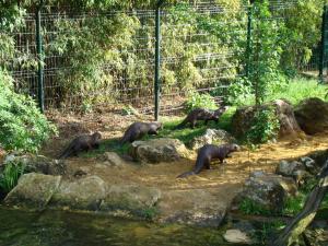 Loutre géante