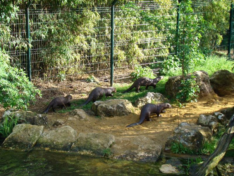 Loutre géante