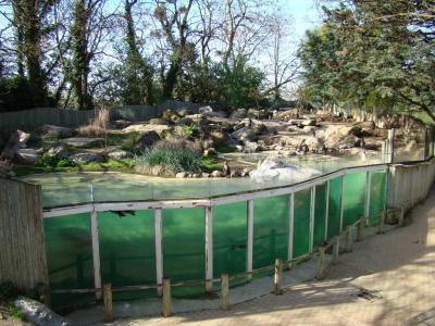 Manchot de Humboldt - 2011