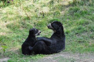 Ours à lunettes - 2011