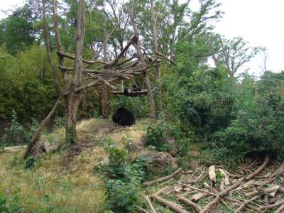 Ours à lunettes - 2011