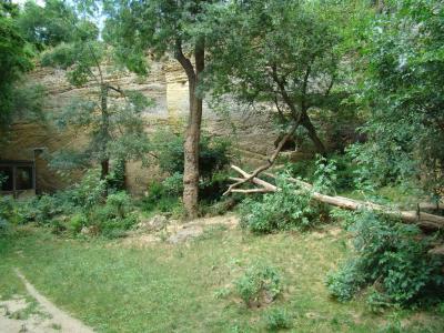 Panthère du Sri-Lanka - 2011