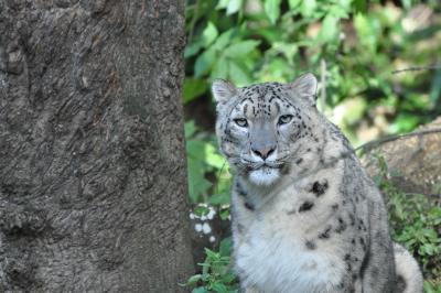 Panthère des neiges - 2011