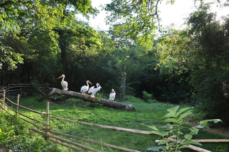 Pélican blanc