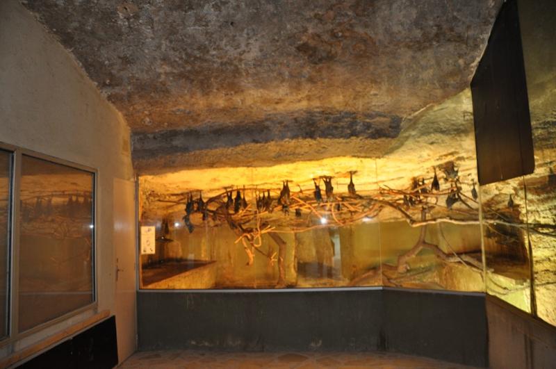 Roussette de Lyle