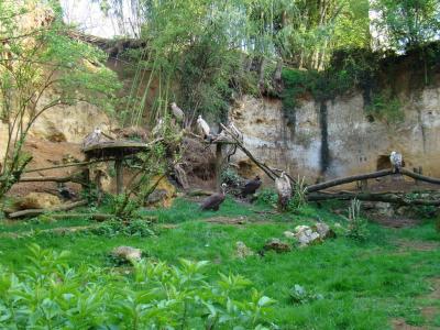 Vautour fauve - 2011