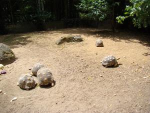 Tortue radiée