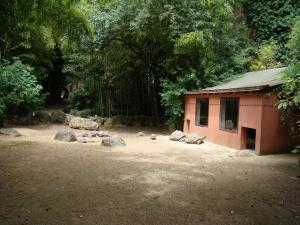 Tortue radiée - Tortue géante des Seychelles