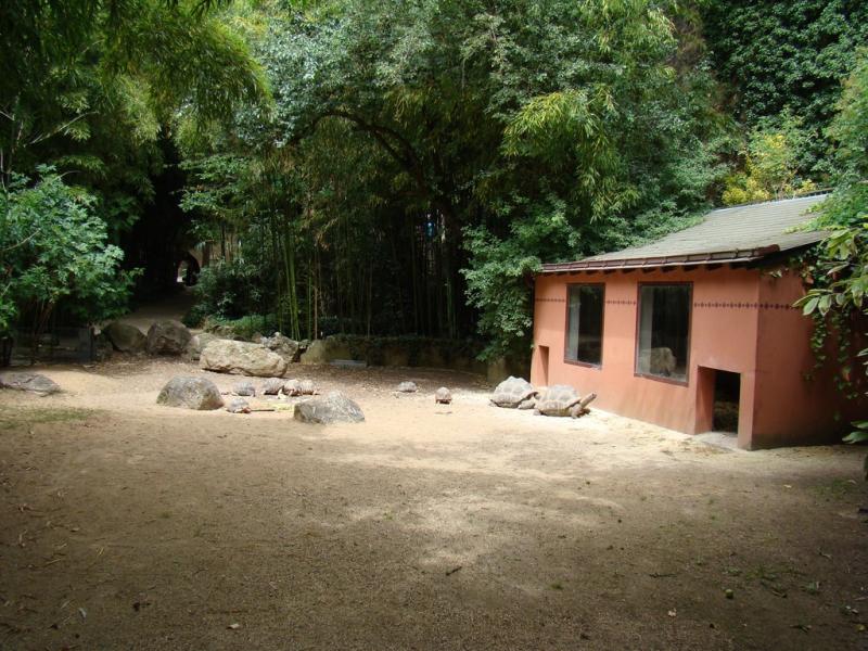 Tortue radiée - Tortue géante des Seychelles