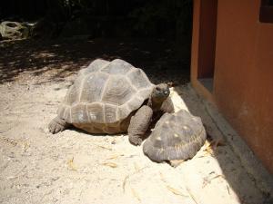 Tortue des Seychelles