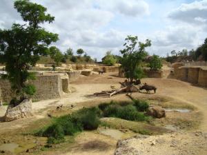 La Vallée des rhinocéros noirs