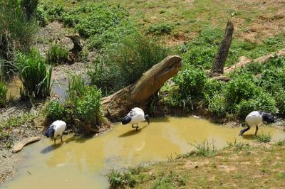 Ibis sacré - 2011