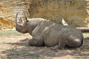 Rhinocéros noir