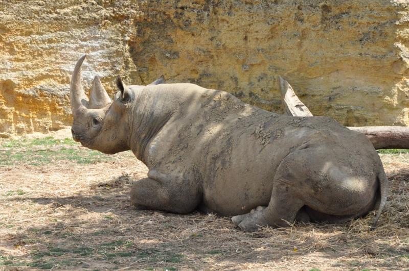 Rhinocéros noir