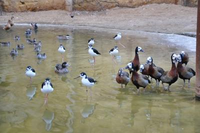 La volière sud-américaine - 2011