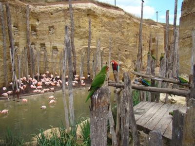 La volière sud-américaine - 2011