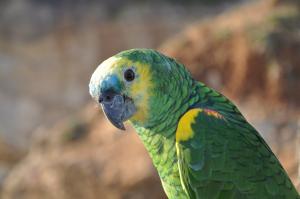 Amazone à front bleu
