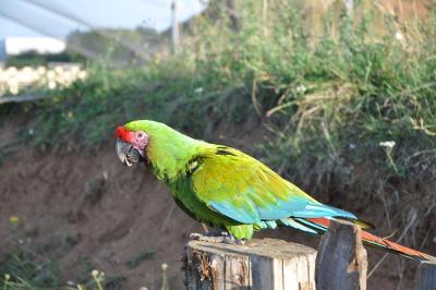 Ara militaire - 2011