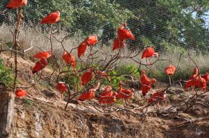 Ibis rouge