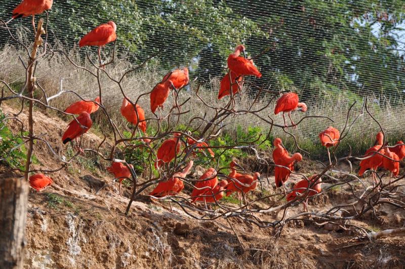 Ibis rouge
