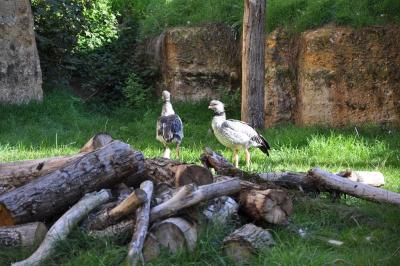 Kamichi à collier - 2011