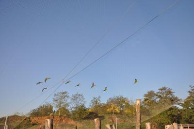 Perruche de Patagonie - 2011