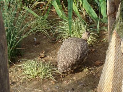 Tinamou - 2011