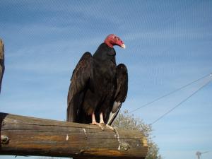 Vautour à tête rouge