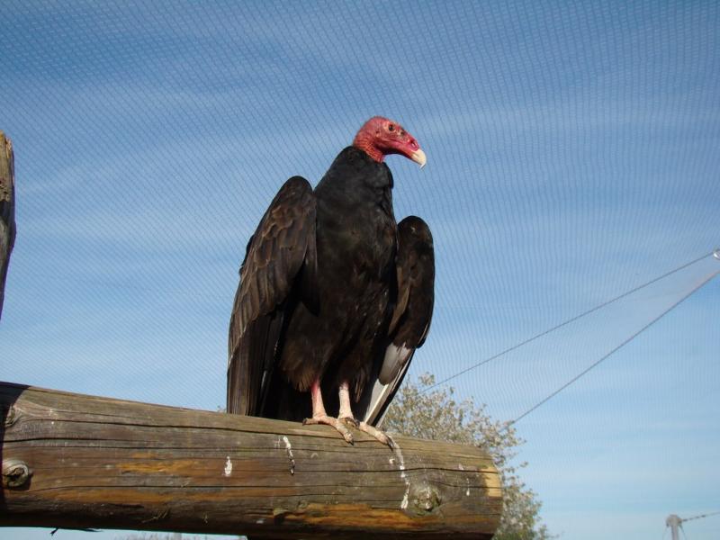 Vautour à tête rouge