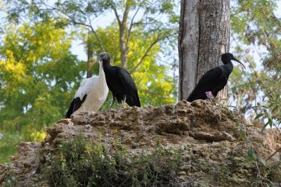 Volière européenne - 2011