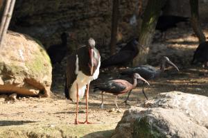 Cigogne noire