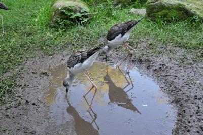 Echasse blanche - 2011