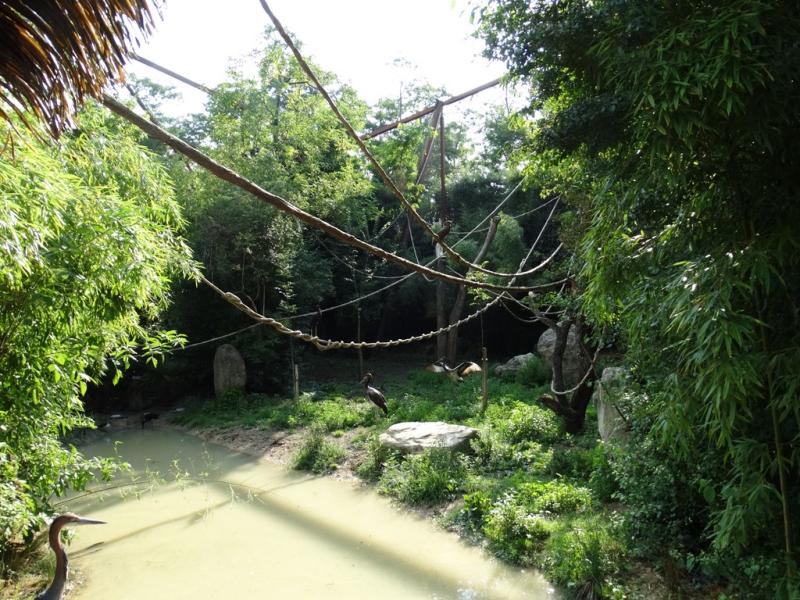 Le sanctuaire des okapis