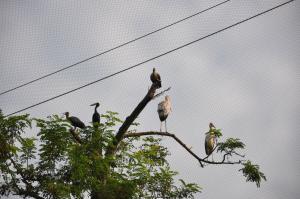 Le sanctuaire des okapis