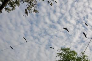 Le sanctuaire des okapis