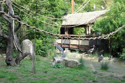 Le sanctuaire des okapis - 2014