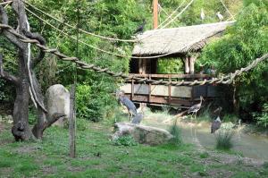 Le sanctuaire des okapis