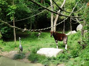 Le sanctuaire des okapis