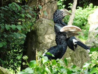 Calao argenté - 2014