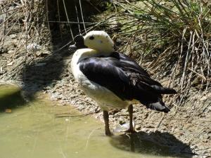 Canard à bosse