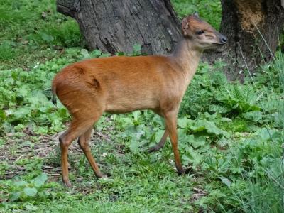 Céphalophe du Natal - 2014