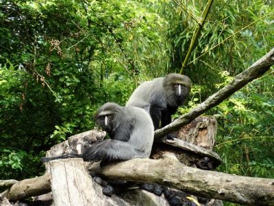 Cercopithèque à tête de hibou - 2014