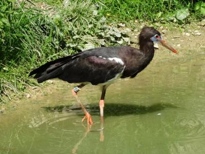 Cigogne d'Abdim - 2014