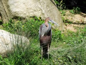 Heron goliath