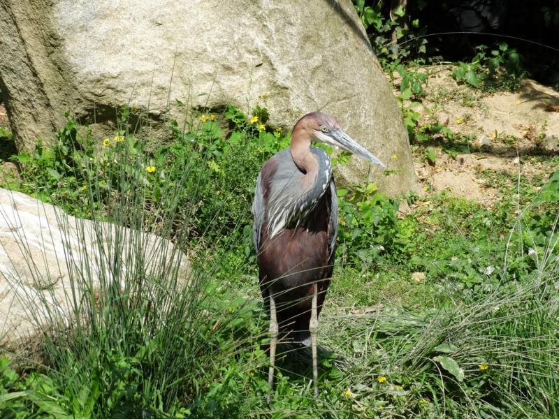 Heron goliath