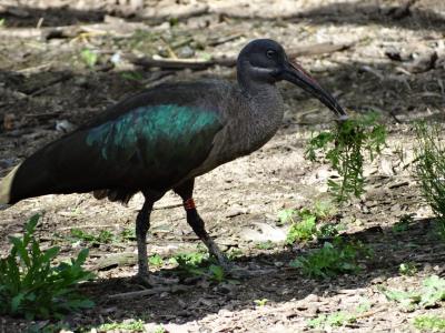 Ibis hagedash - 2014