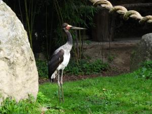 Jabiru